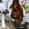 DogTravo™ Collapsible Travel Bowl