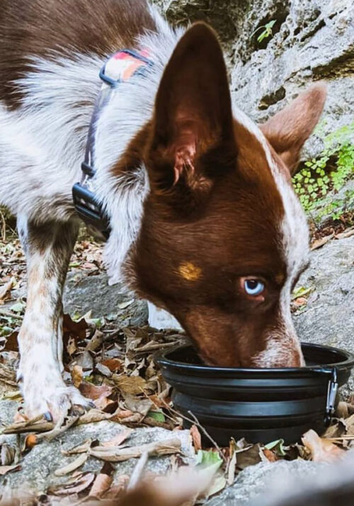 DogTravo™ Collapsible Travel Bowl
