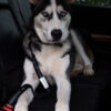 DogTravo™ Dog Seat Belt