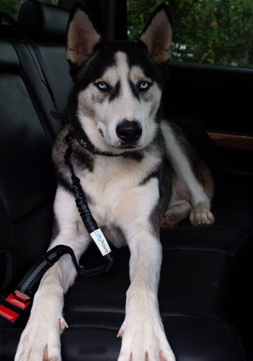 DogTravo™ Dog Seat Belt